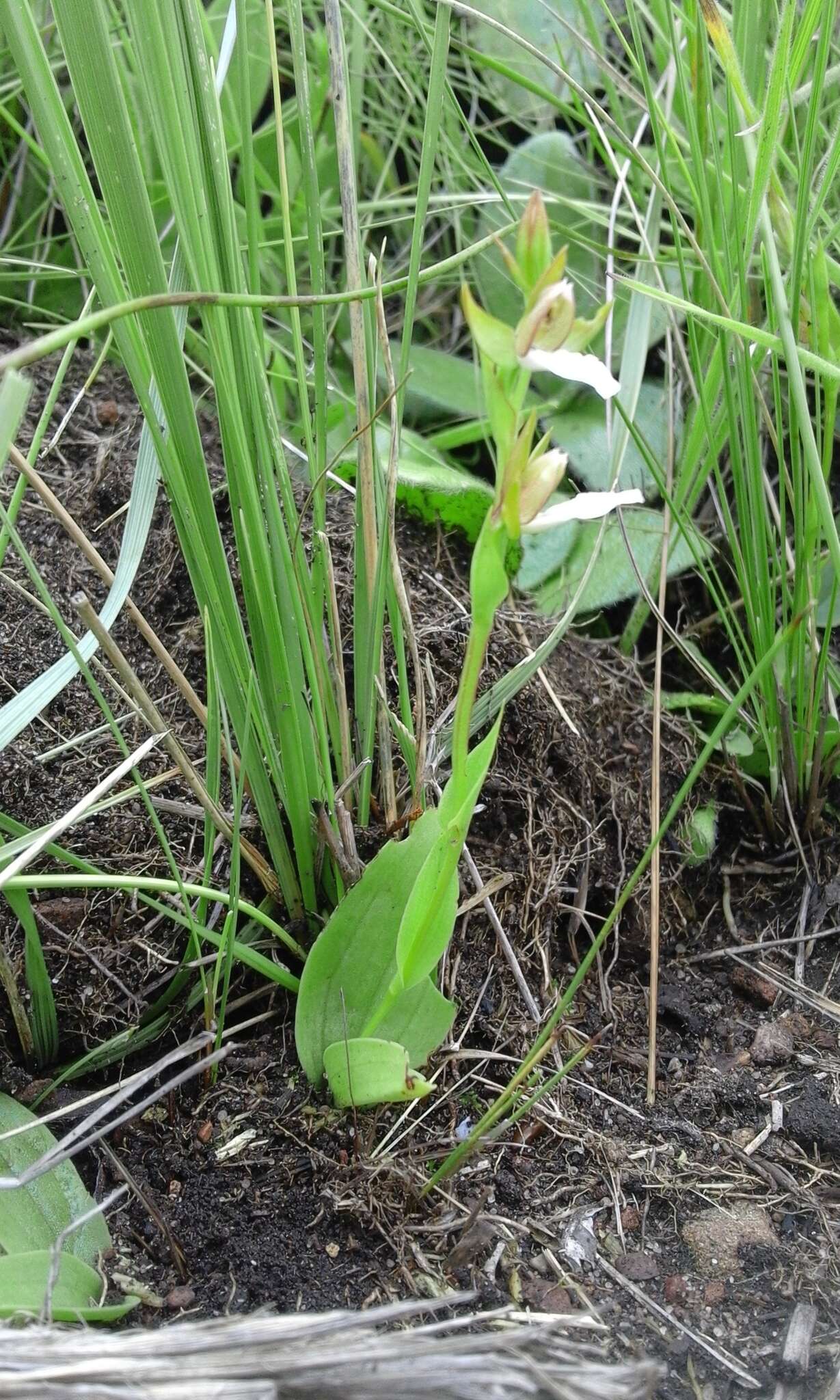 Imagem de Neobolusia tysonii (Bolus) Schltr.