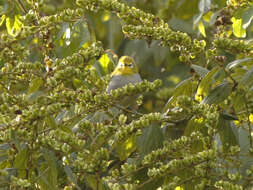 Image of South Pare White-eye