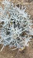 Image of Wright's cudweed