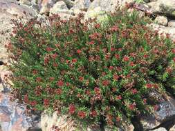 Image of Rhodiola coccinea (Royle) A. Boriss.