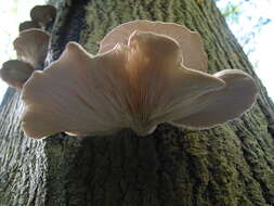 Image of Pleurotus ostreatus (Jacq.) P. Kumm. 1871