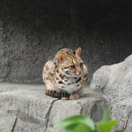 Image of Leopard Cat