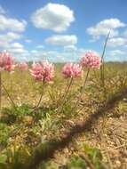 Image of peanut clover