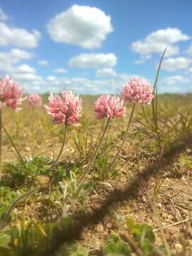 Image of peanut clover