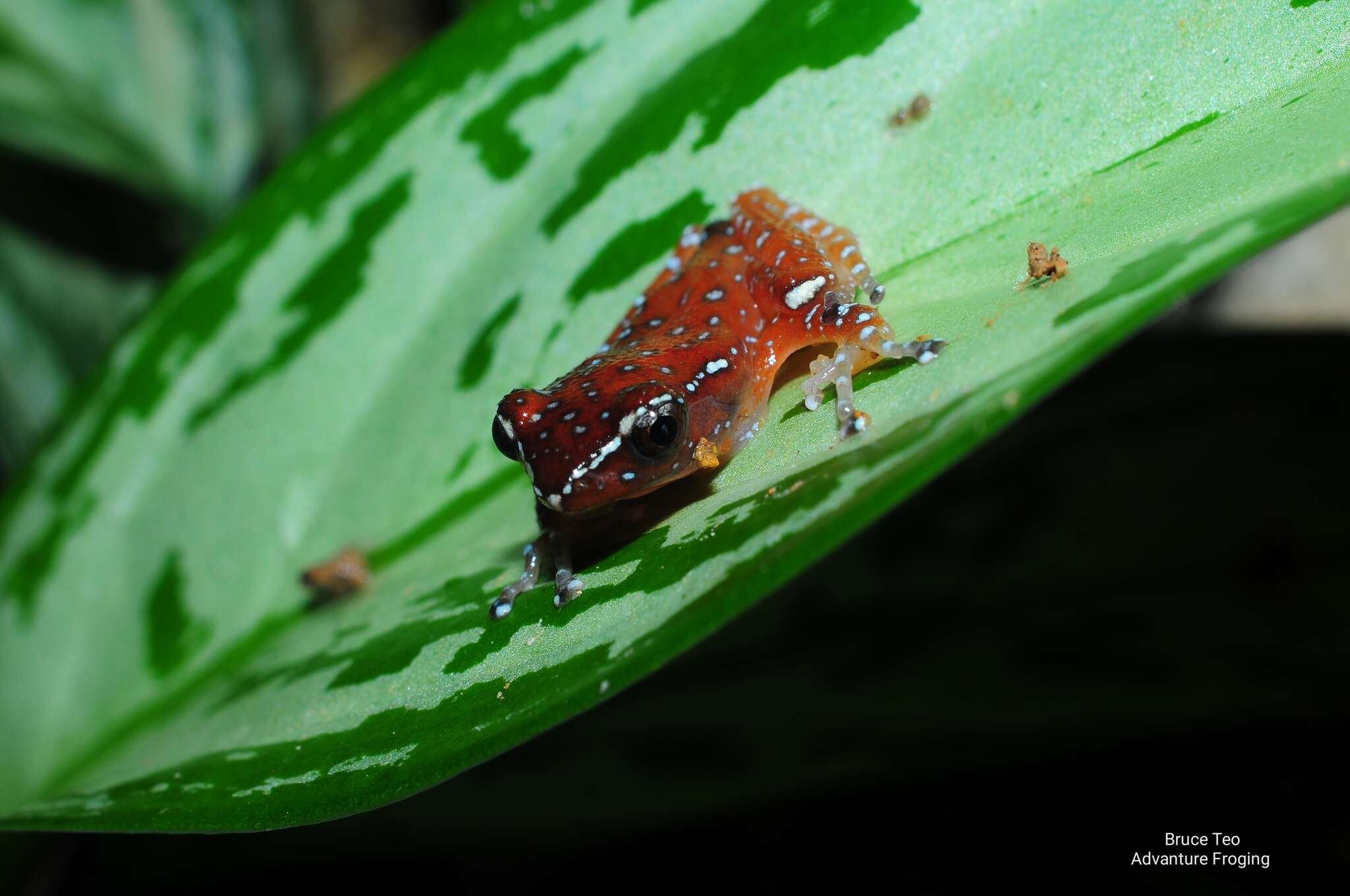 Слика од Nyctixalus pictus (Peters 1871)