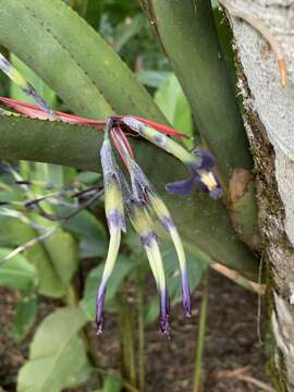 Billbergia bradeana L. B. Sm.的圖片