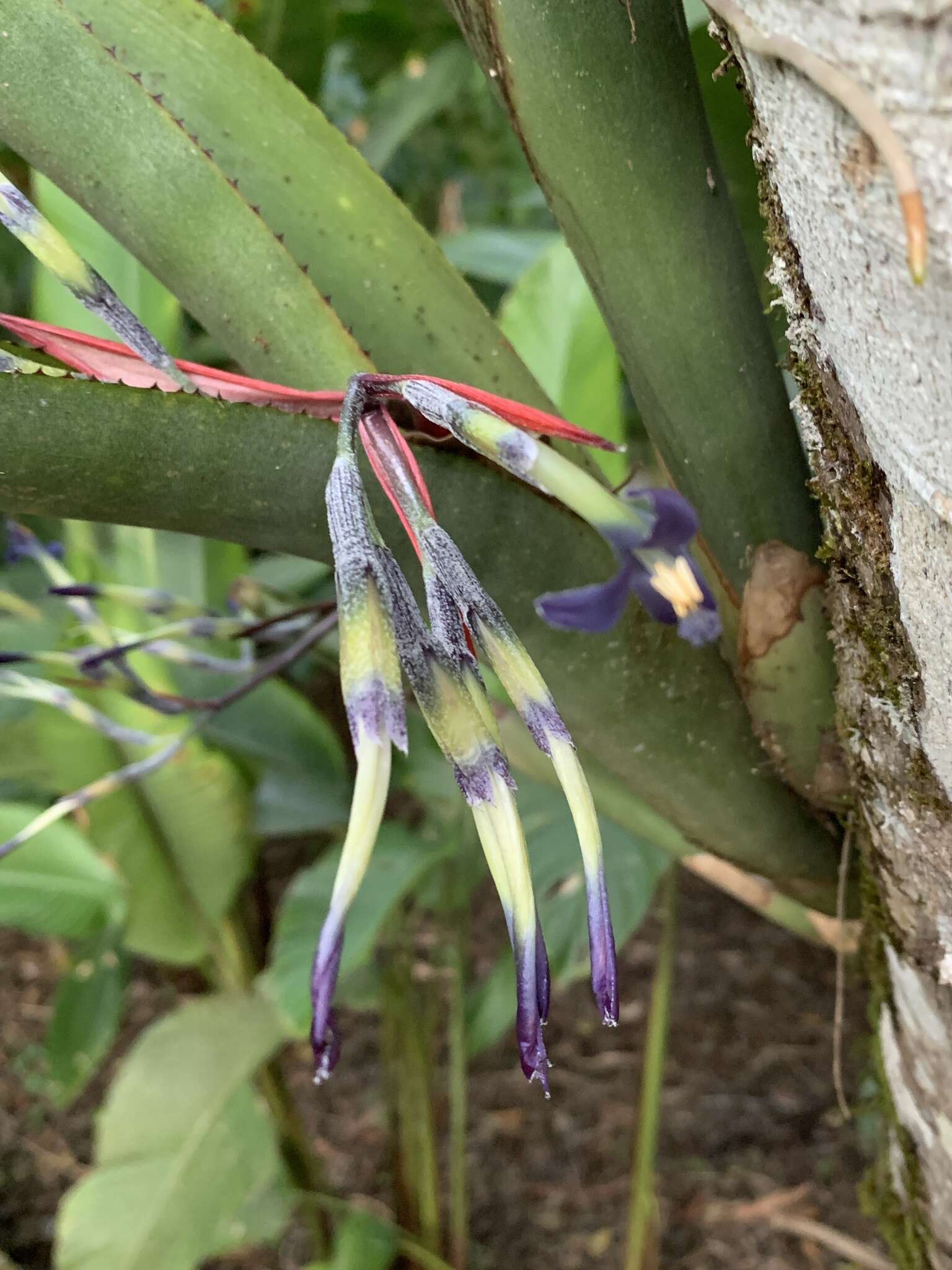 Billbergia bradeana L. B. Sm.的圖片