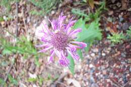 Image of Monarda fistulosa var. menthifolia (Graham) Fernald