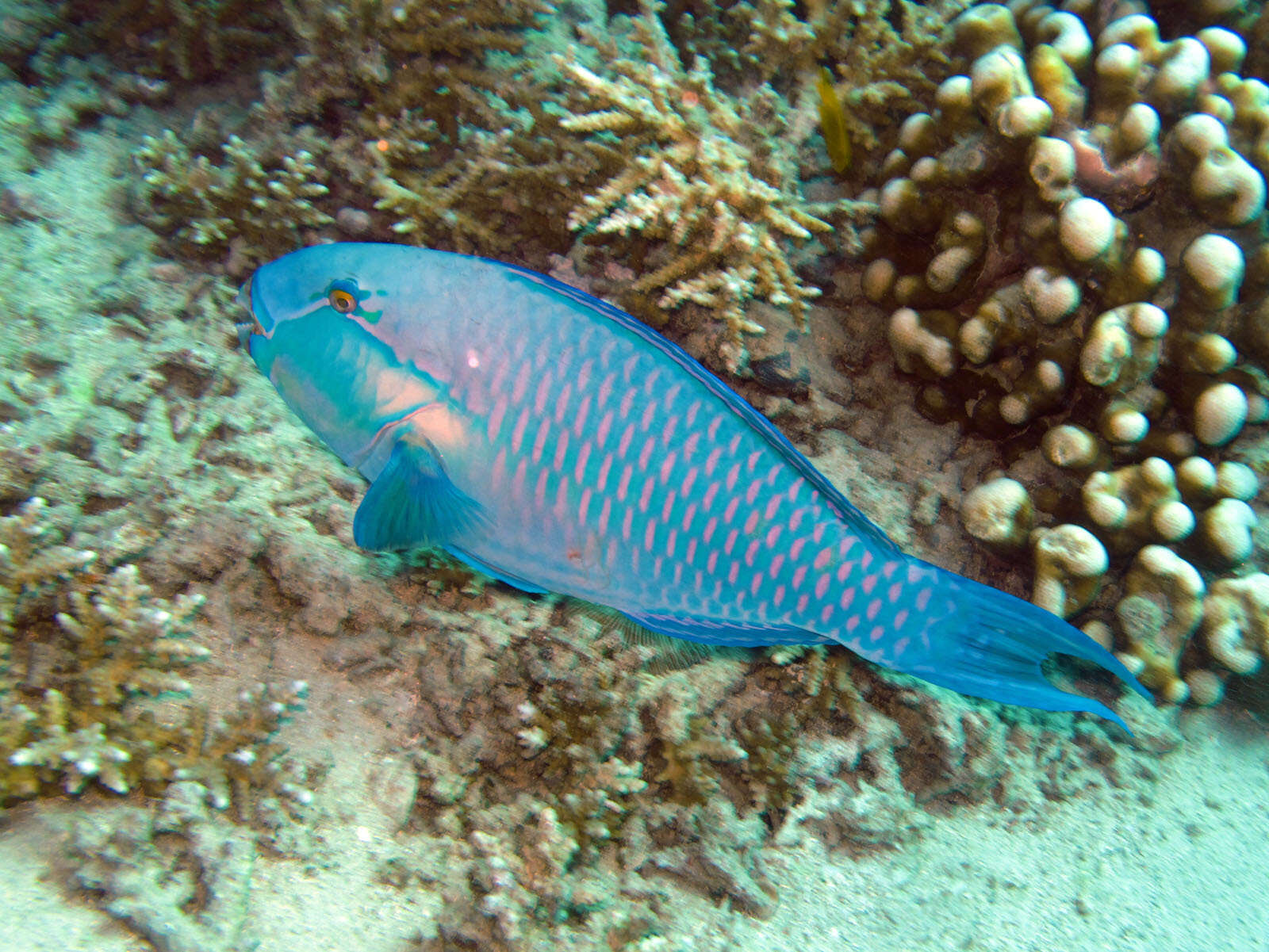 Image of Heavybeak Parrotfish