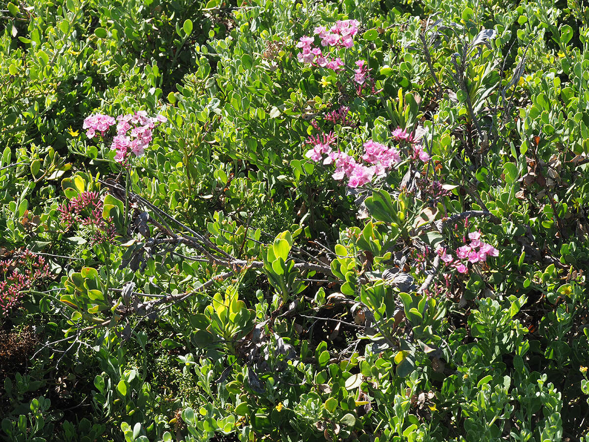 Image of Afrolimon peregrinum (Berg.) I. A. Lincz.