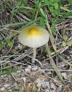 Image of Yellow Fieldcap