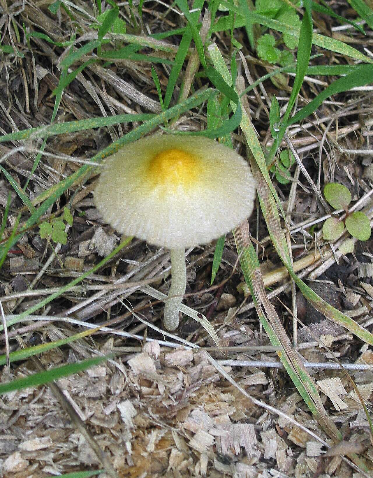 Image of Yellow Fieldcap