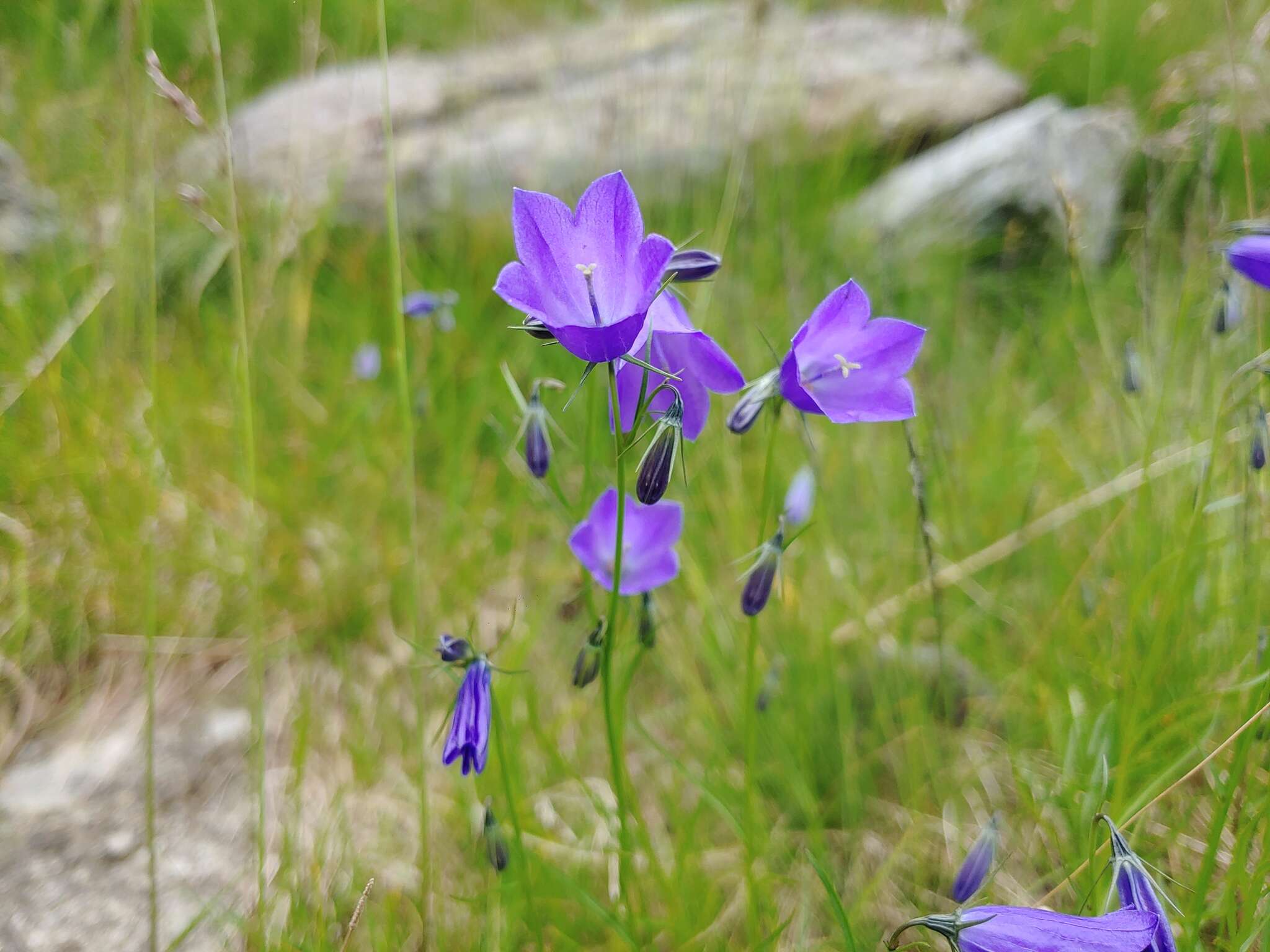 Image of Campanula serrata (Kit. ex Schult.) Hendrych