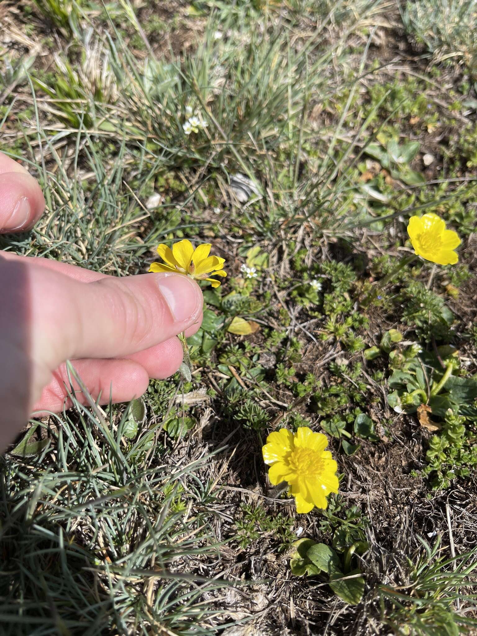 Image of Ranunculus millefoliatus Vahl