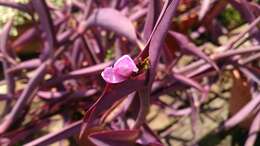 Image of purple heart