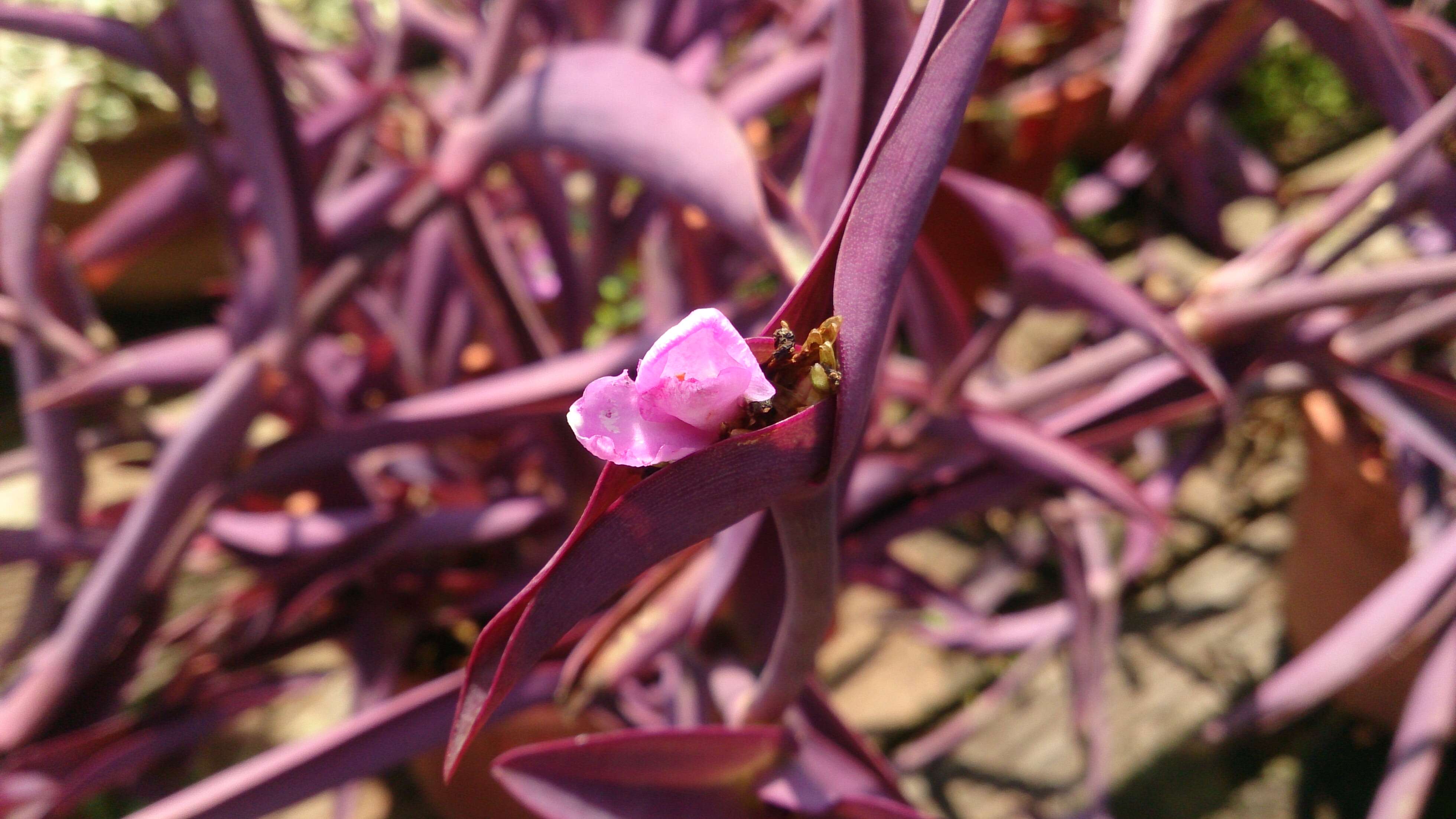 Image of purple heart