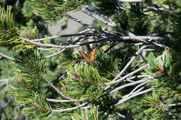 Image of whitebark pine