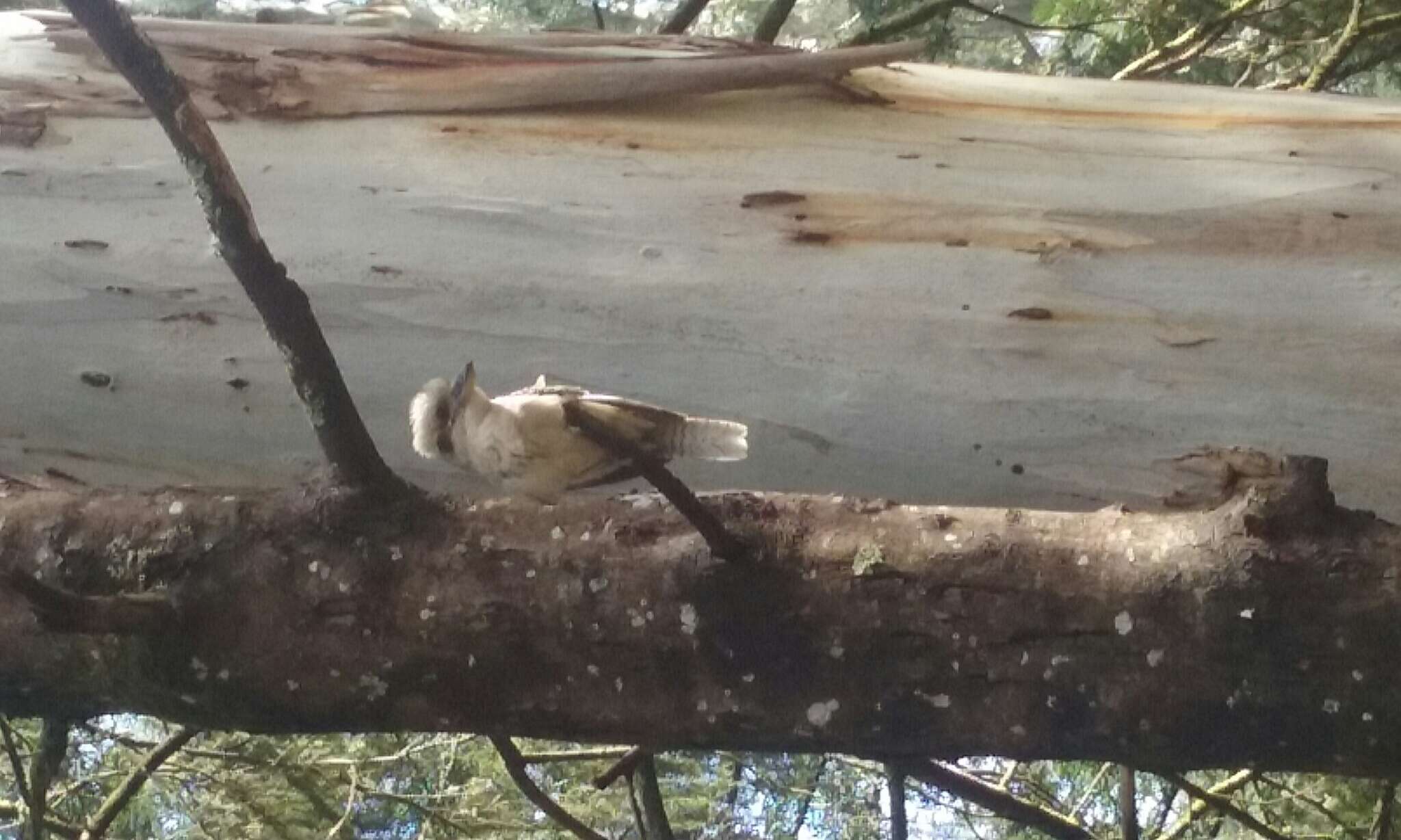 Image of Kookaburra