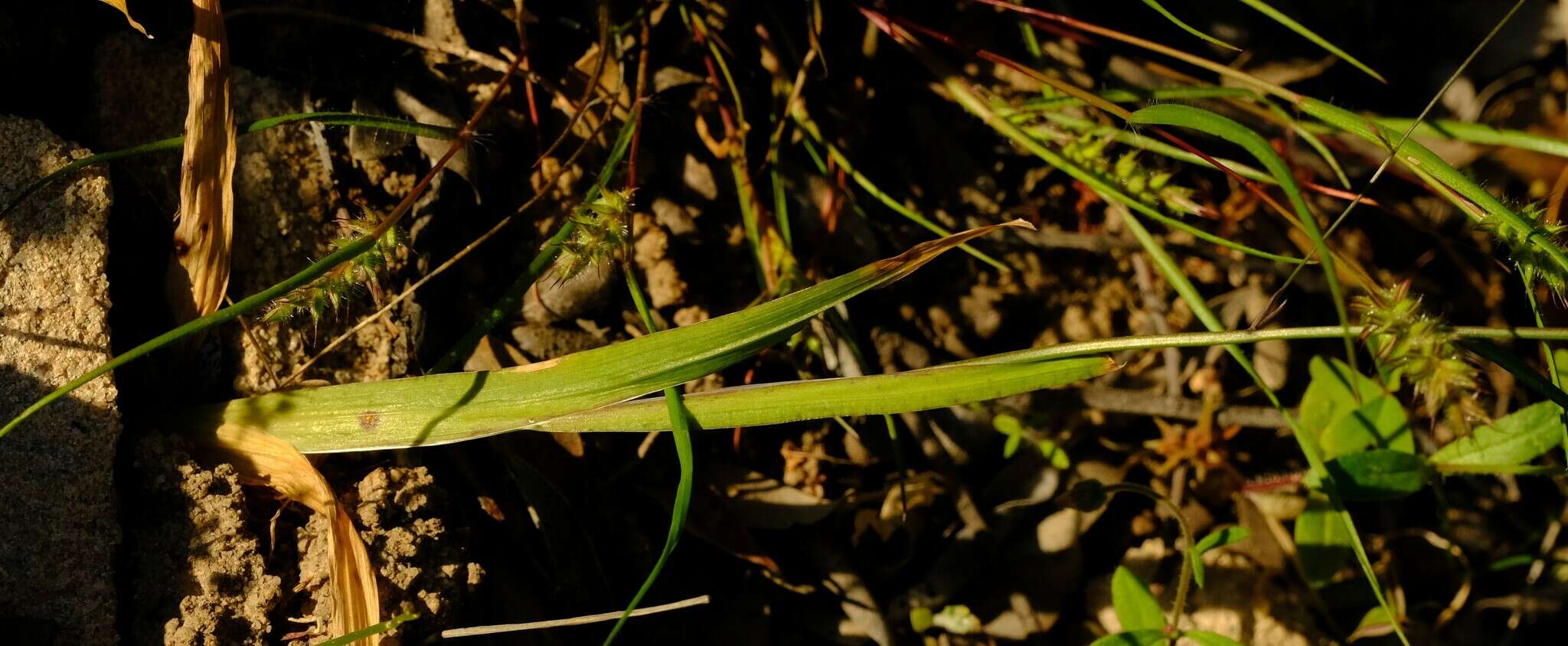 Image of Geissorhiza divaricata Goldblatt