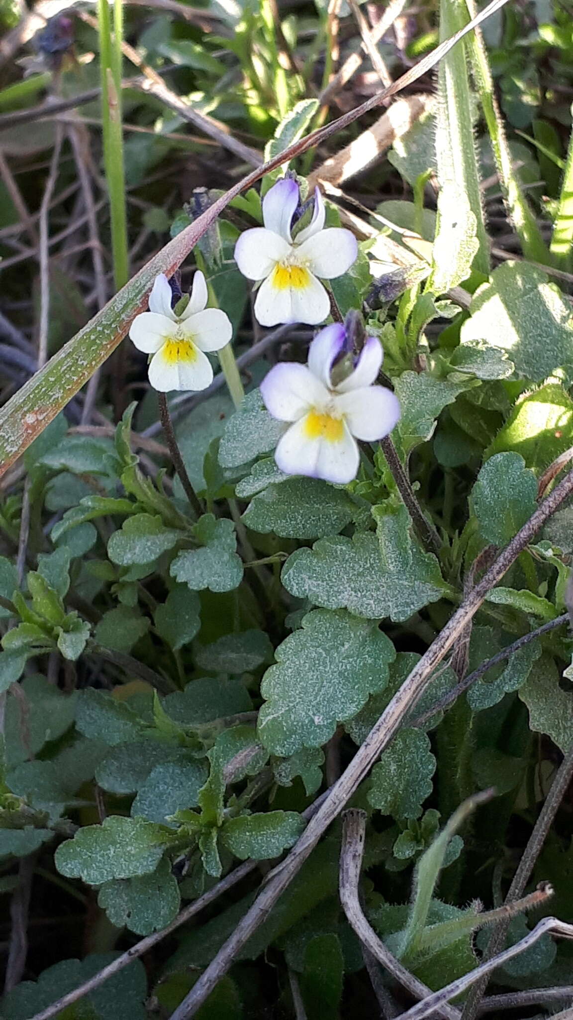 Image of Viola kitaibeliana Schultes