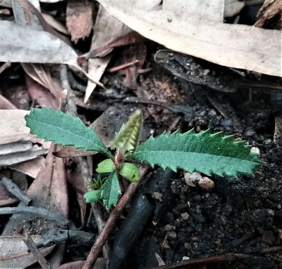 Image of Banksia penicillata (A. S. George) K. Thiele