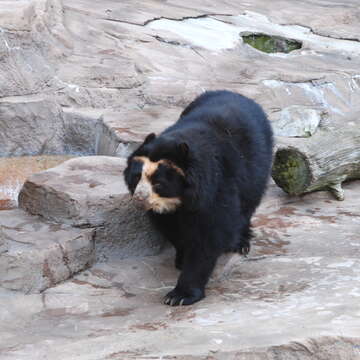 Image of Andean Bears