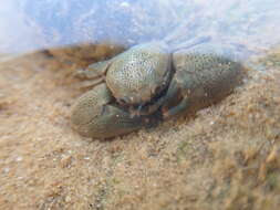 Image of Lamarck's porcelain crab