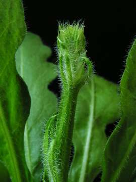 Image de Limonium sinuatum (L.) Miller