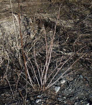 Image of Rubus sachalinensis H. Lév.