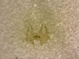 Heteroscyphus fissistipus (Hook. fil. & Taylor) Schiffn. resmi