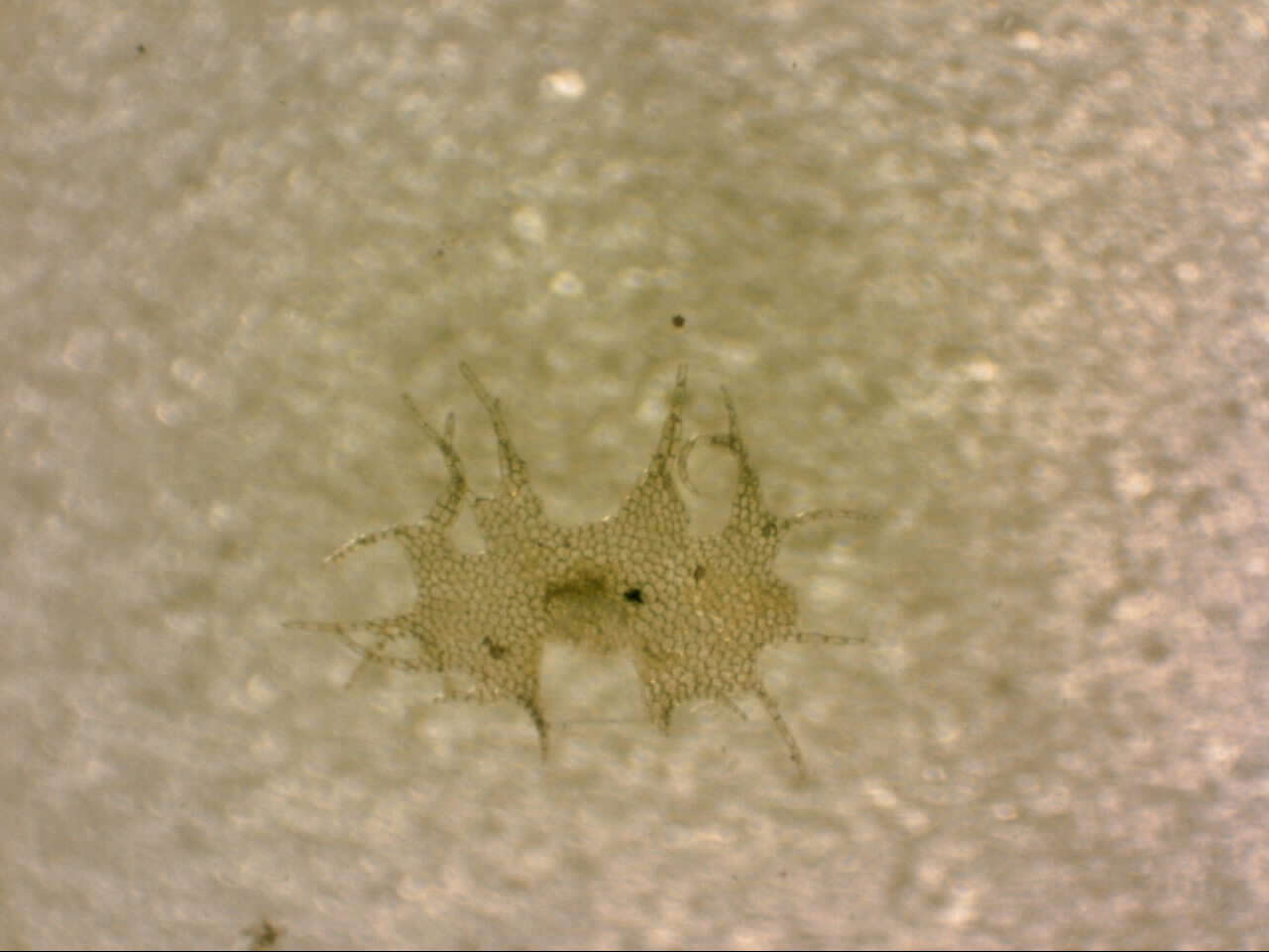 Sivun Heteroscyphus fissistipus (Hook. fil. & Taylor) Schiffn. kuva