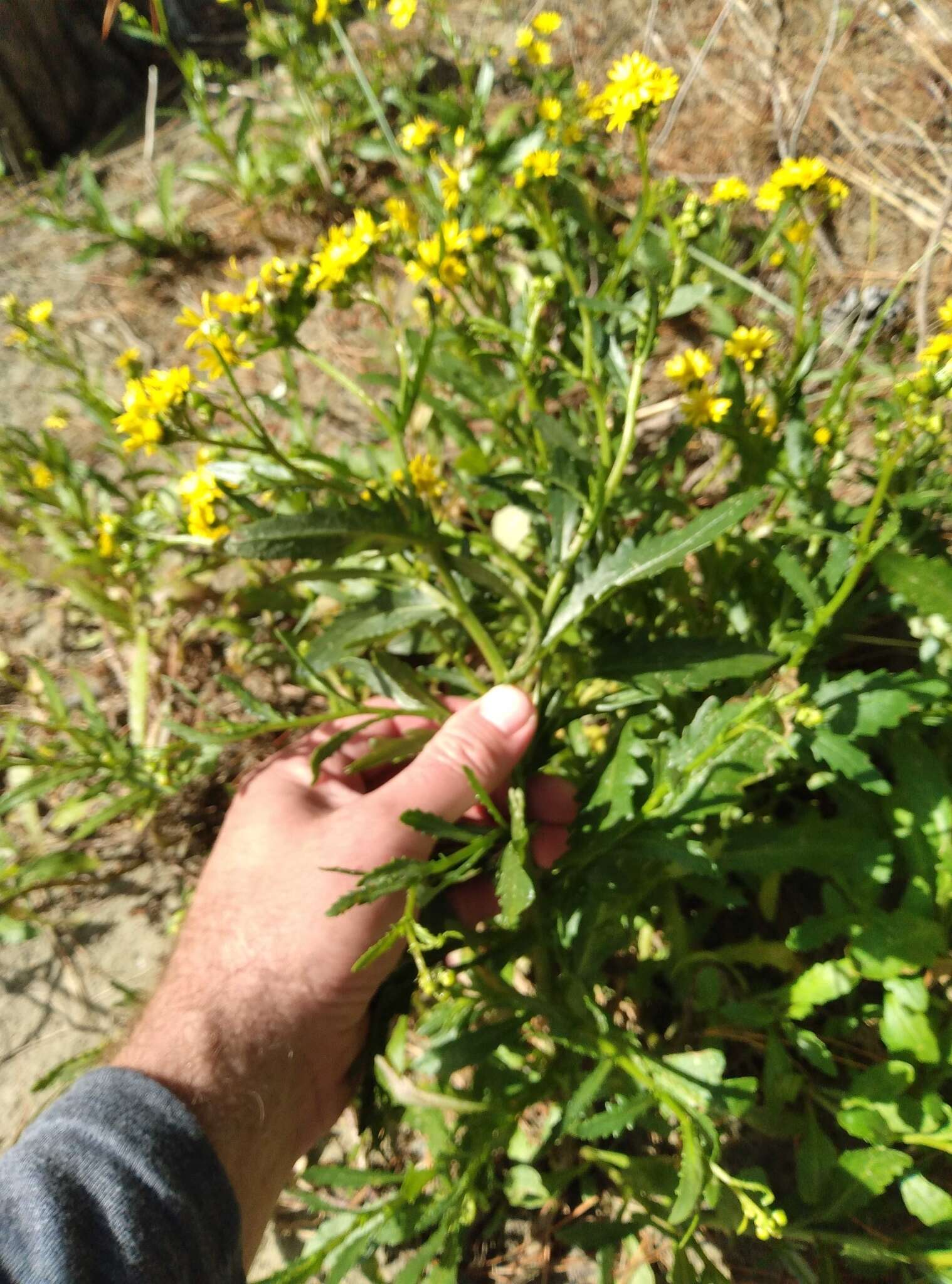 Sivun Senecio matatini subsp. basinudus (Ornduff) Courtney, de Lange & Pelser kuva