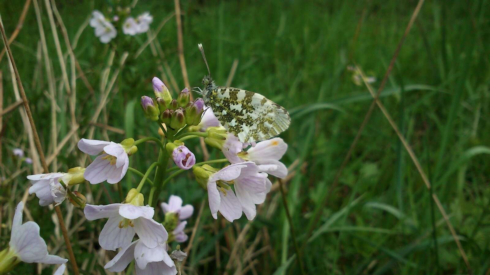 Image of orange tip