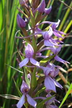 Image of Brownleea graminicola McMurtry