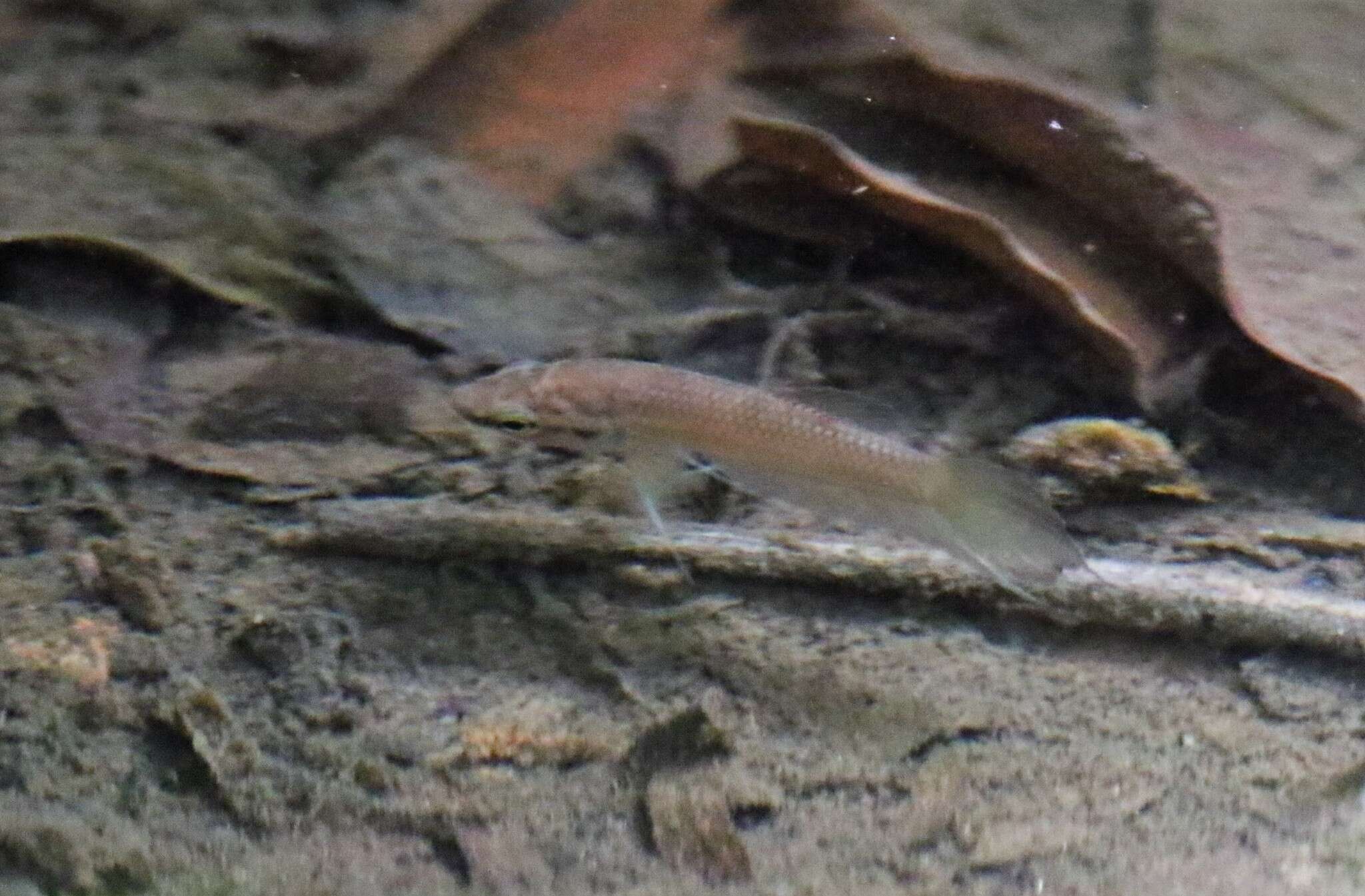 Image of Forest betta