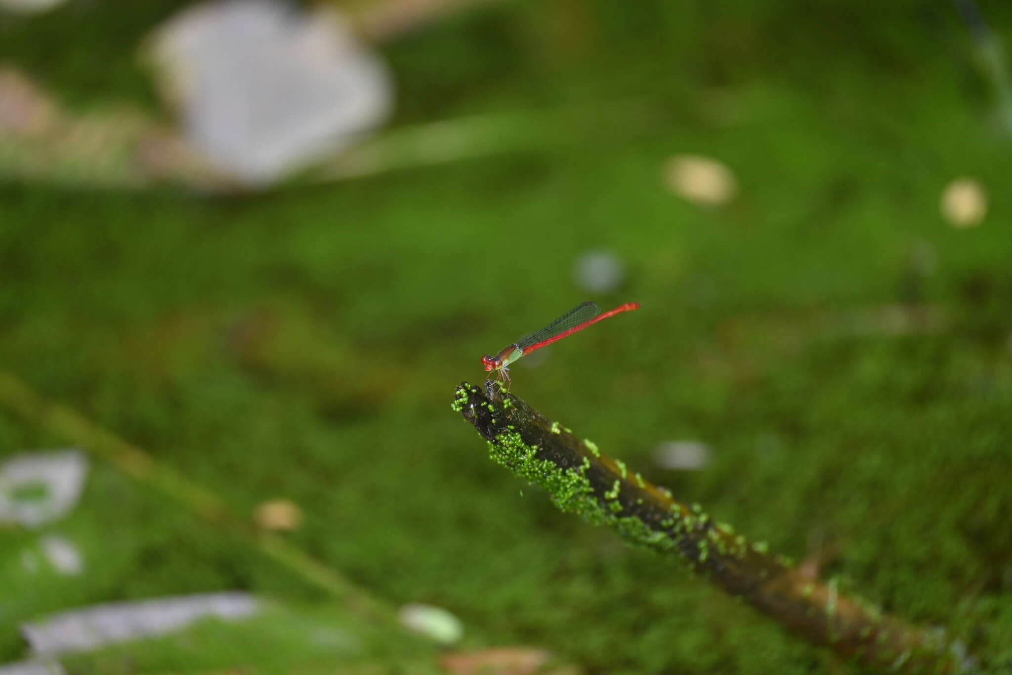 Image of Ceriagrion chaoi Schmidt 1964