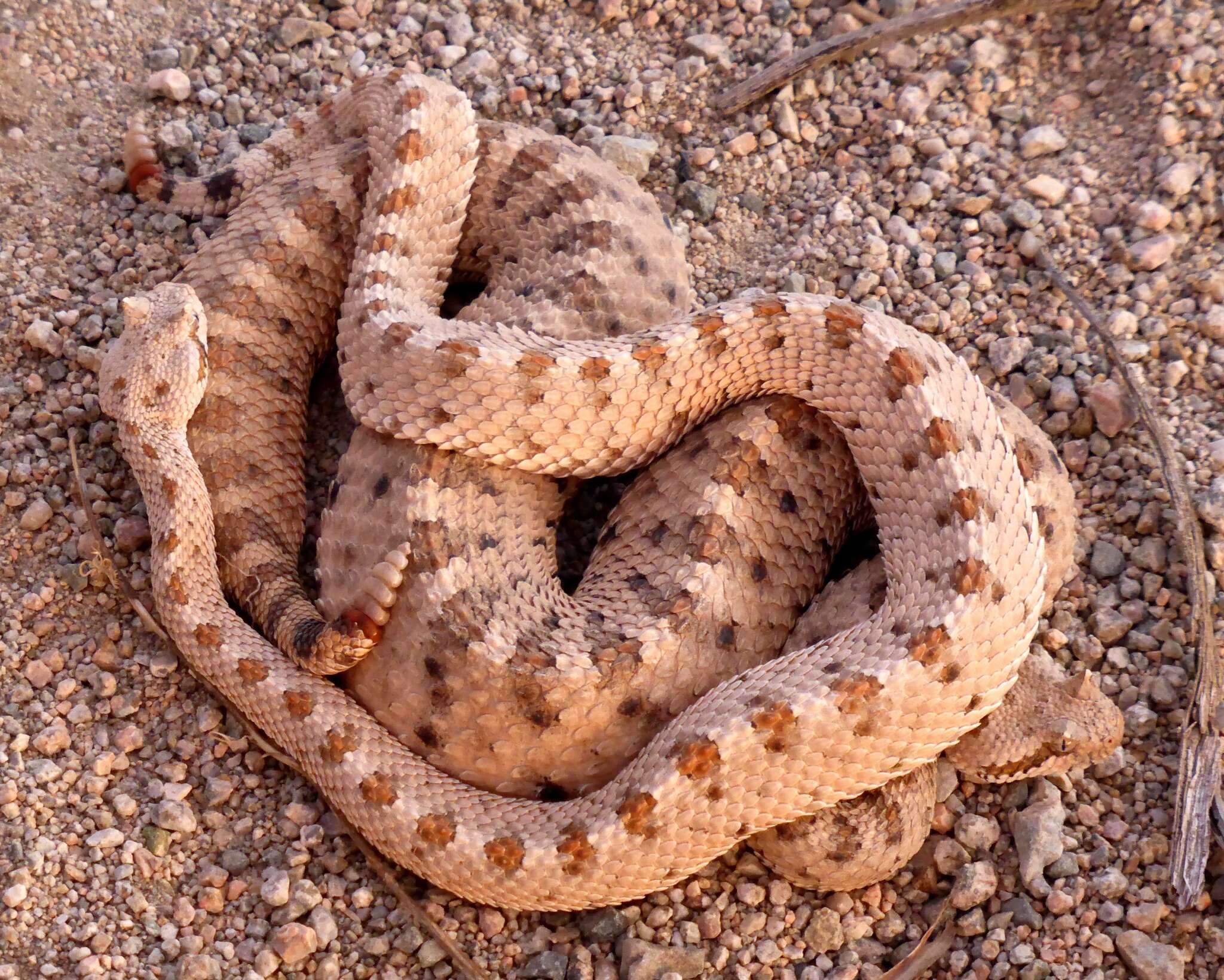 Image of Crotalus cerastes cerastes Hallowell 1854