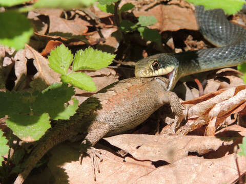 Image of Rat snakes