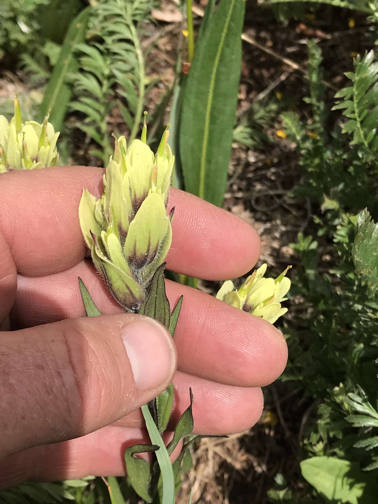 Image of Labrador Indian paintbrush