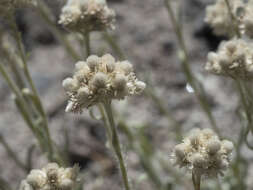 Imagem de Antennaria rosea subsp. confinis (Greene) R. J. Bayer