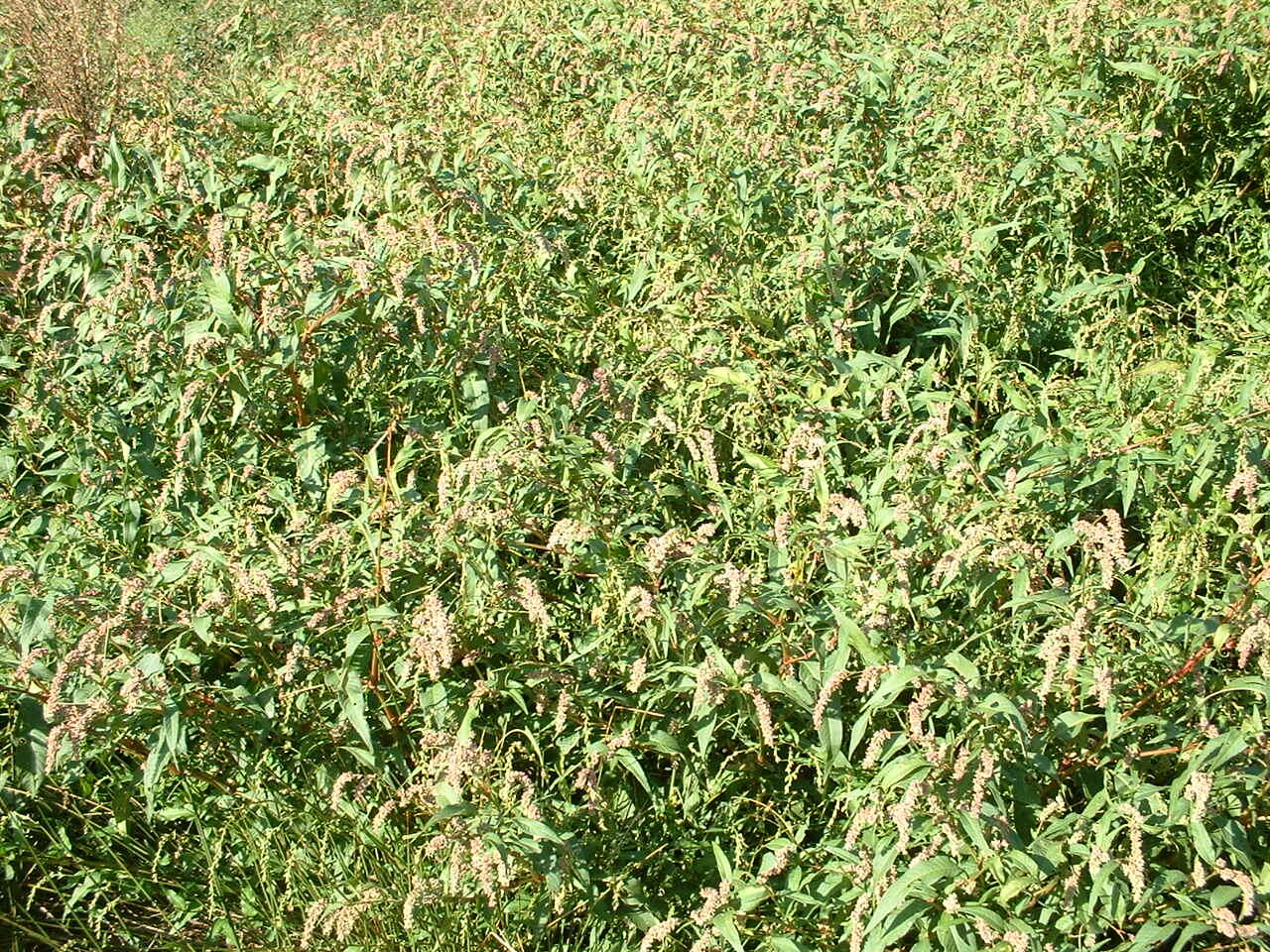 Image of Redshank