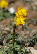 Image of Trollius dschungaricus Regel