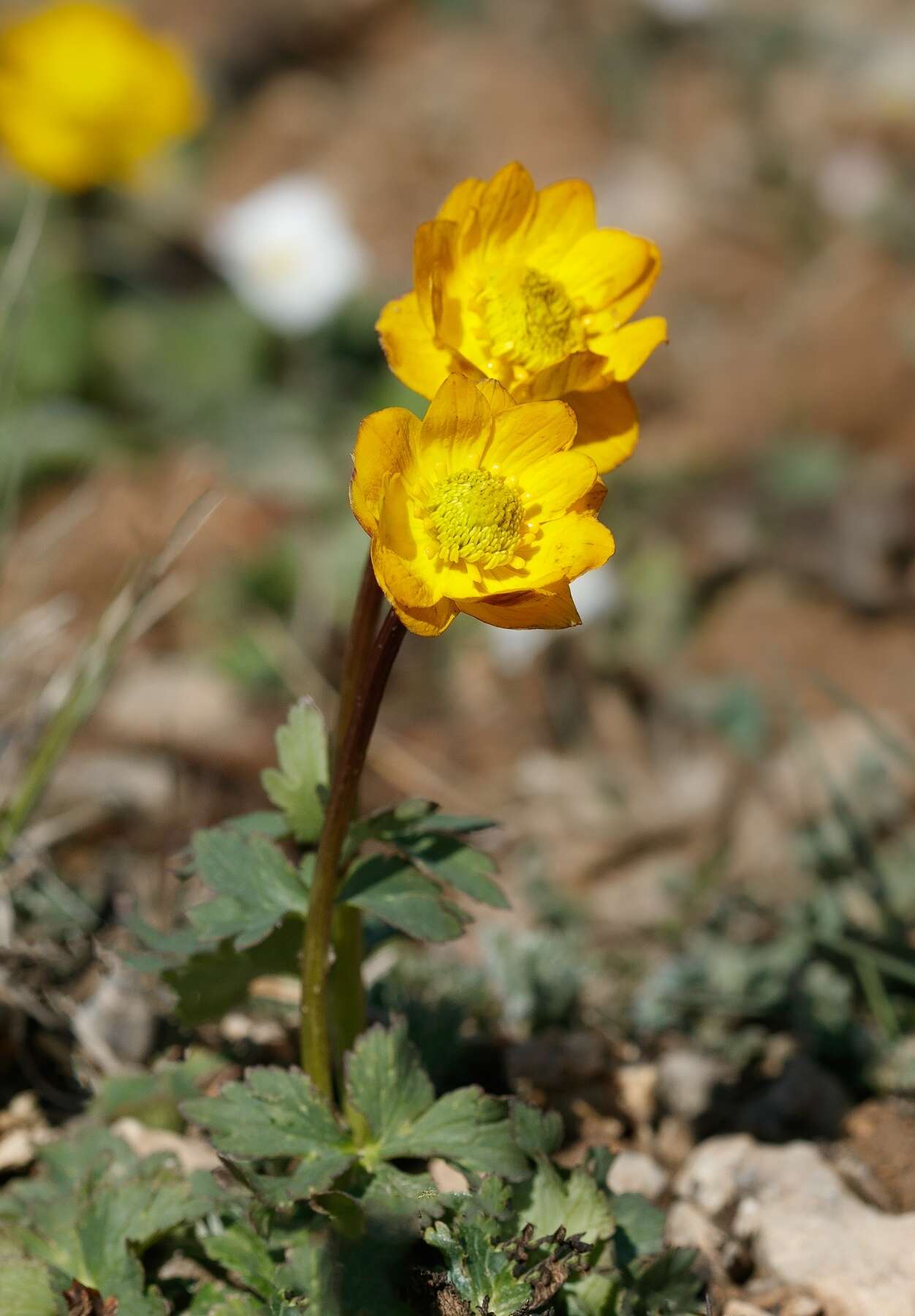 Image of Trollius dschungaricus Regel