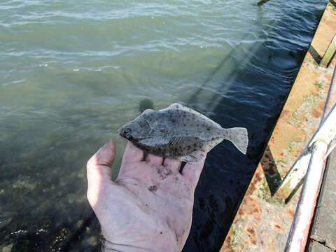 Image of Starry flounders