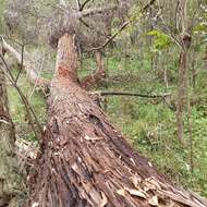 Image of Eucalyptus blaxlandii Maiden & Cambage