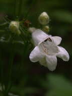 Image of talus slope penstemon