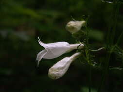 Image of talus slope penstemon