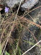 Image of Wahlenbergia capillacea subsp. capillacea