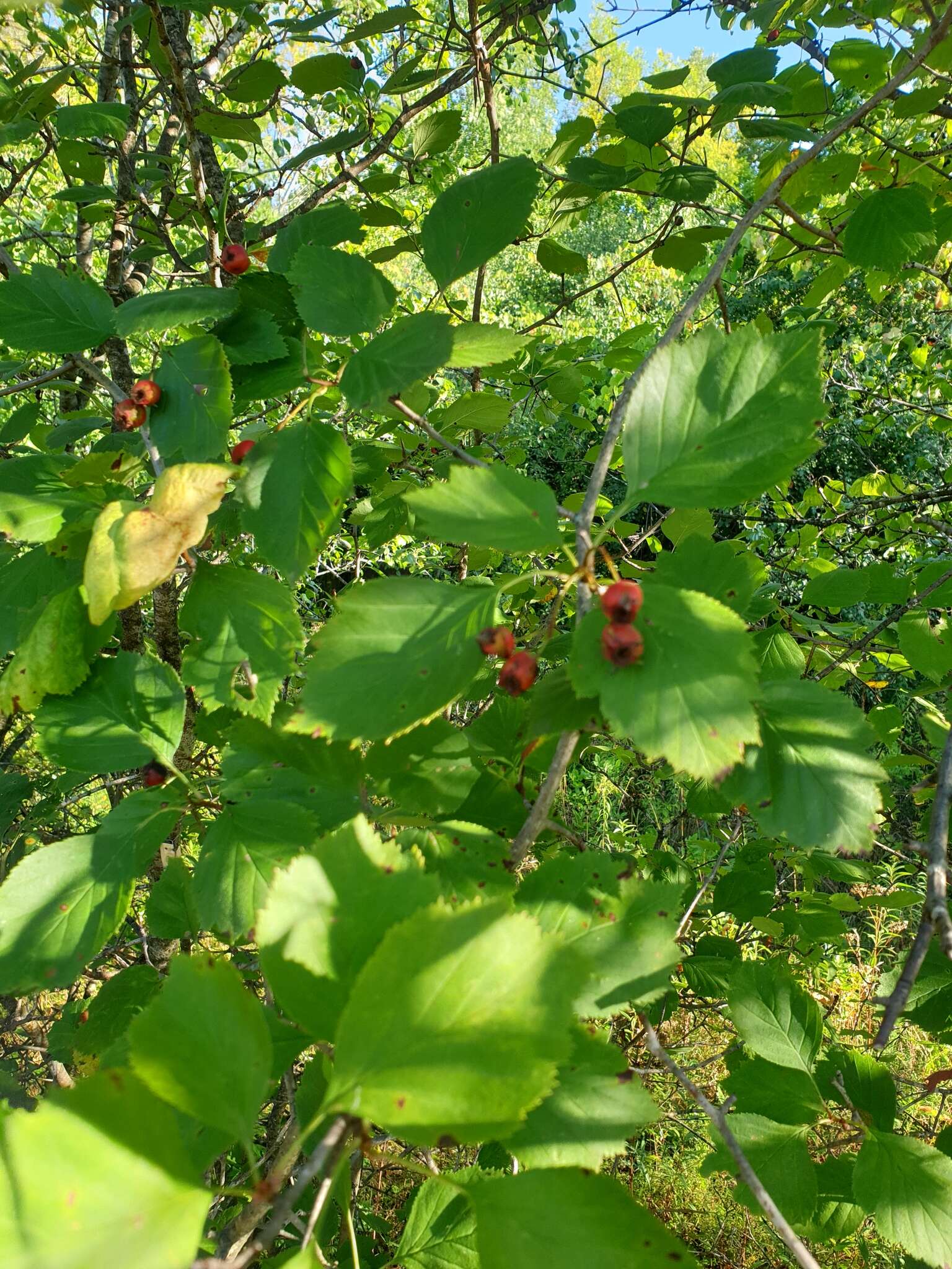 Plancia ëd Crataegus brainerdii Sarg.