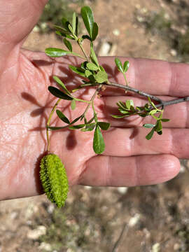 Image of Flindersia dissosperma (F. Müll.) Domin